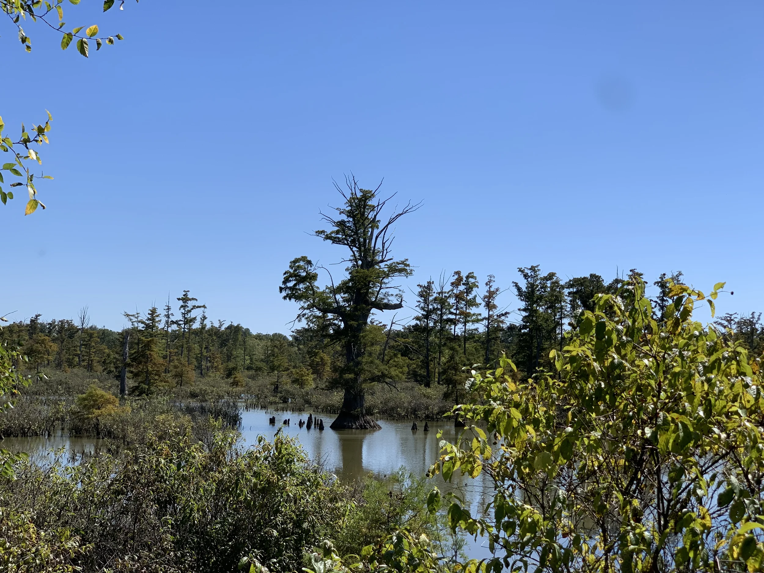 Cache River Big Cypress Tree Trail