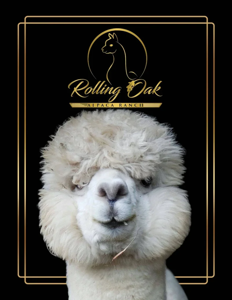 Rolling Oak Alpaca Ranch