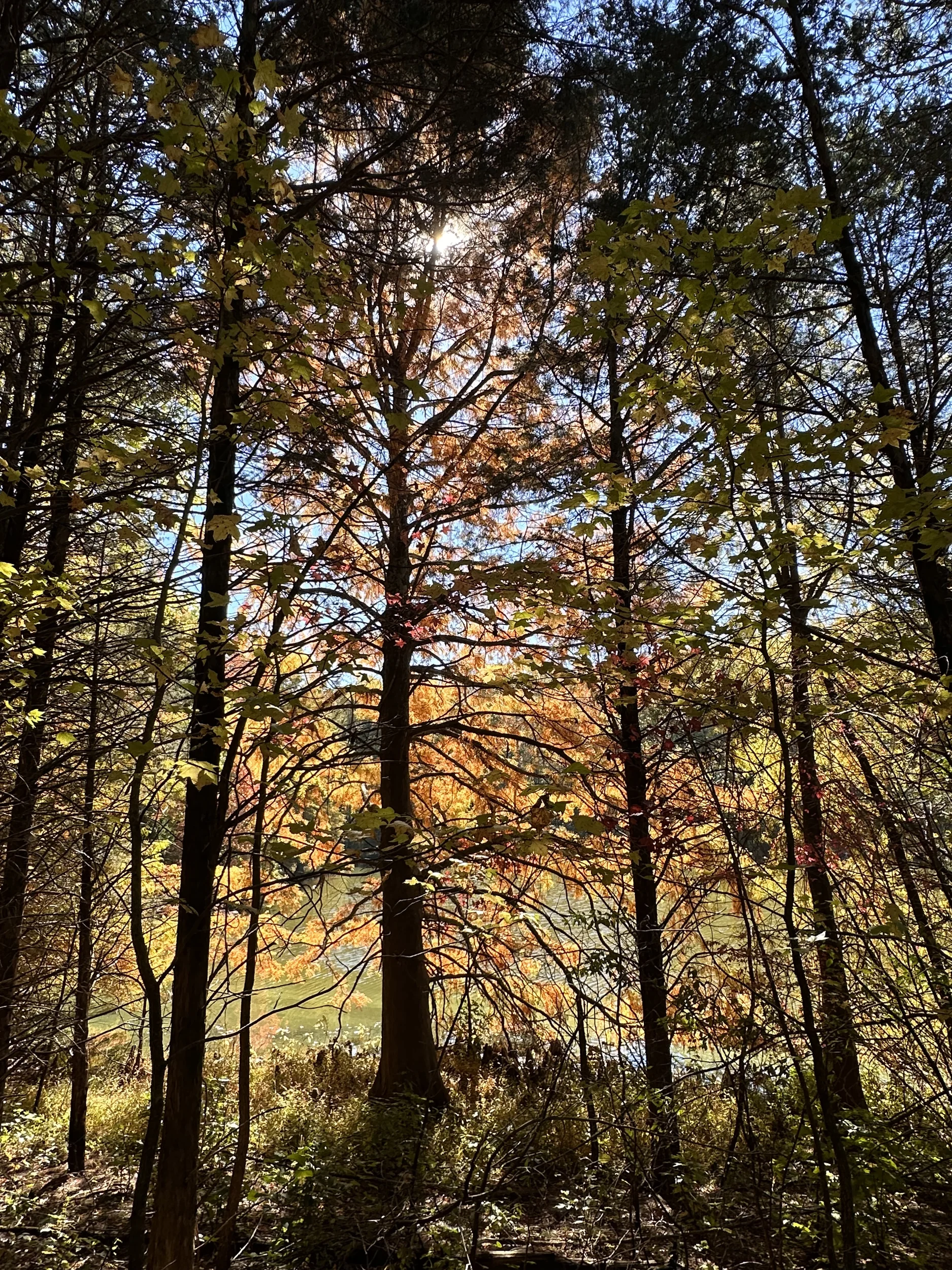 Ferne Clyffe Hawk's Cave Trail