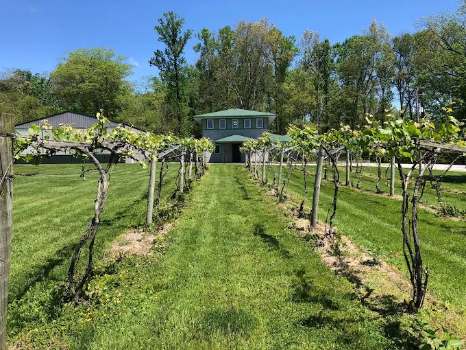 Wichmann Vineyard