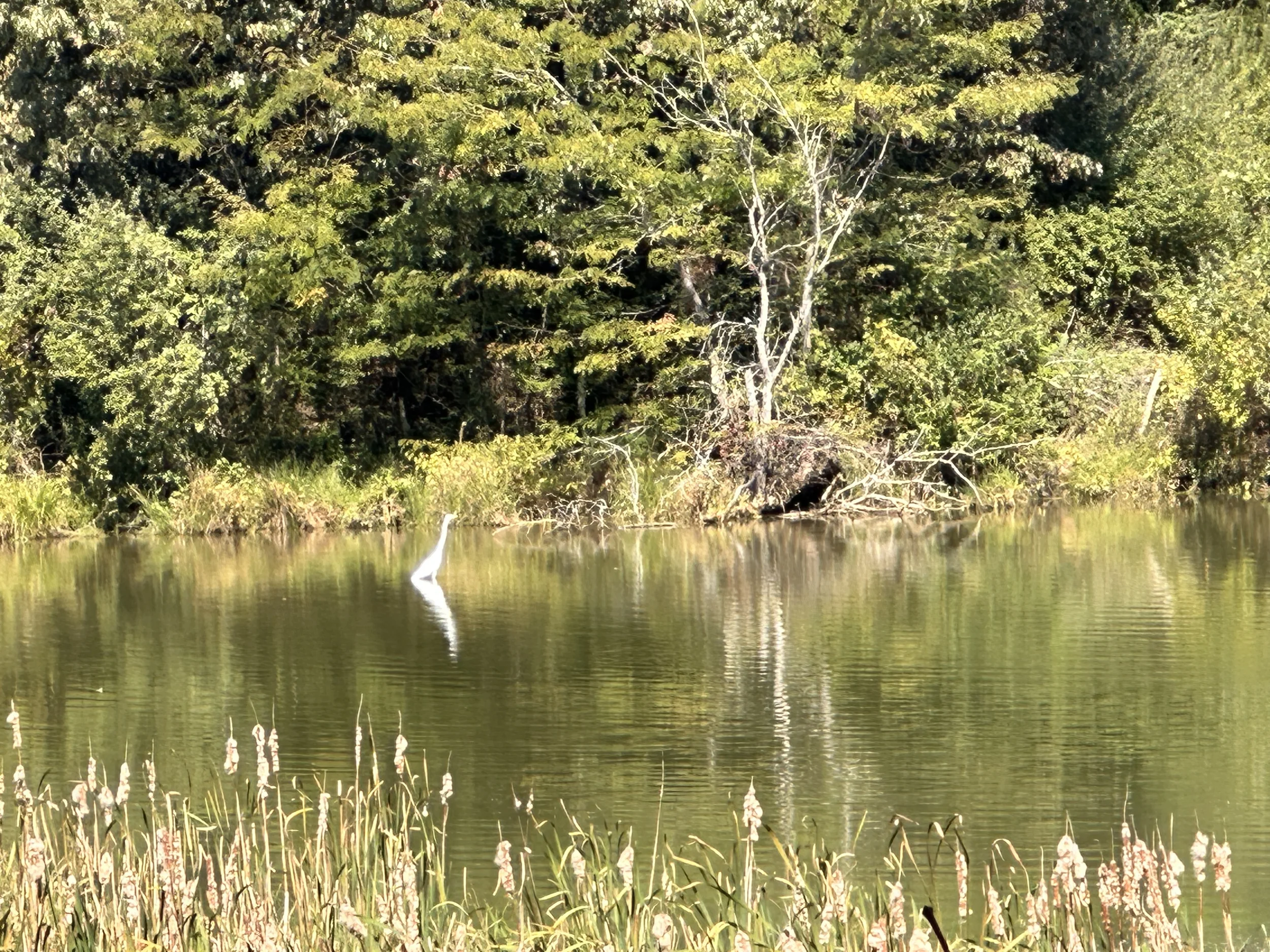 Heron